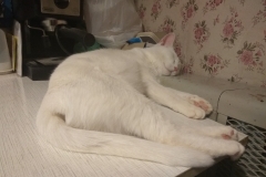 Belobrysska is sleeping near hot radiator