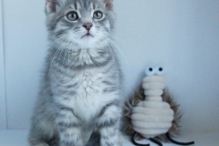 Big Grey kitten