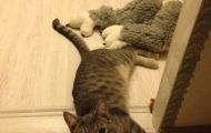 Mousekin (former Big Grey) and his personal toy (2015-12-07)