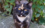 Chernushka cat