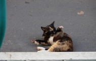 Chernushka cat