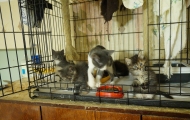 Big kittens and Greyish