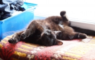 Galaxy cat is taking a sunbath
