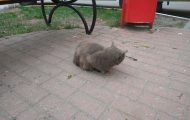 Glaphira cat at the street
