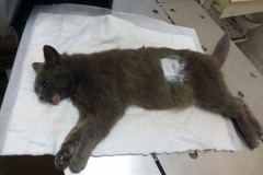 Glaphira cat at the vet clinic