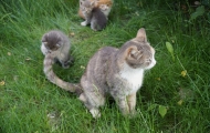 Moos'ka cat and her children