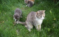 Moos'ka cat and her children