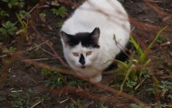 Nose cat. April 2018
