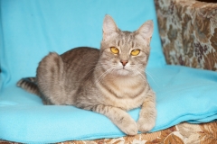 Pusha cat