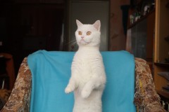 Skovorodnik cat sees something in the window