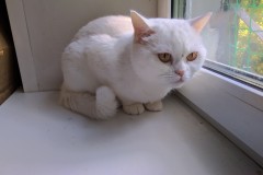 Skovorodnik cat in cat's room