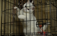 Skovorodnik cat in the cage