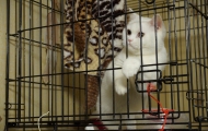 Skovorodnik cat in the cage