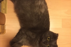 Spinka cat. December 2017.