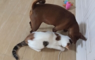 Little Rag cat and small doggy