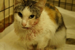 Cat with a tumor