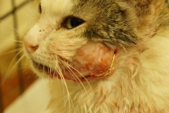 Cat with a tumor