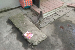 A pregnant cat near the grocery store
