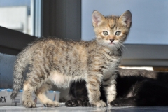 Stripy-mottled kitten in the temporary home