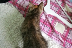 Stripy-mottled kitten in the new home