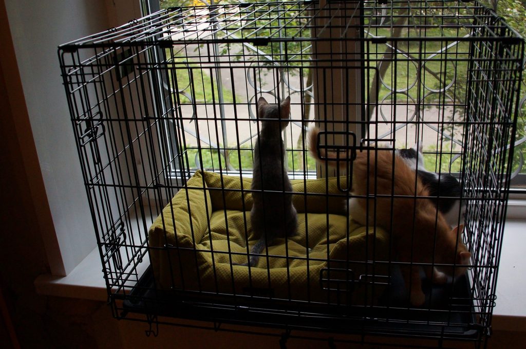 kittens in the cage