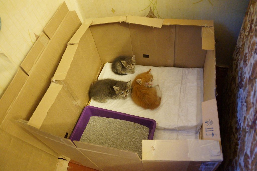 Kittens in the box