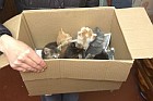 8 kittens