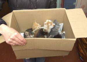 Eight kittens in the box
