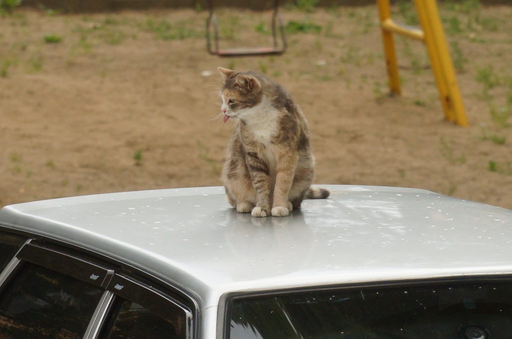 Mooska cat, July 2016
